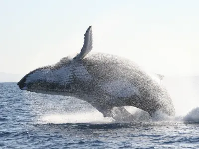 safari baleine sainte marie